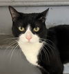 adoptable Cat in Bloomingdale, NJ named Anthony