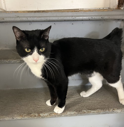ANTHONY - Tuxedo / Domestic Short Hair available for adoption