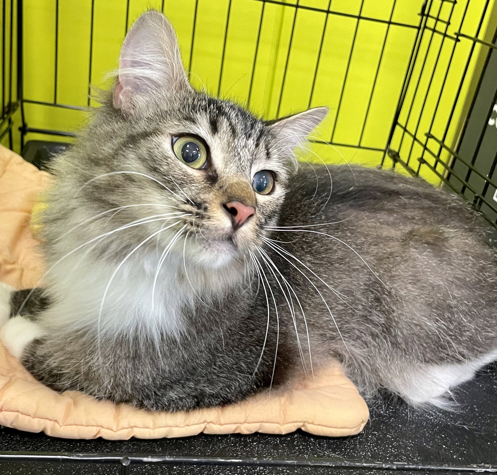 Cats for Adoption in Shenorock, New York Alpha Paw
