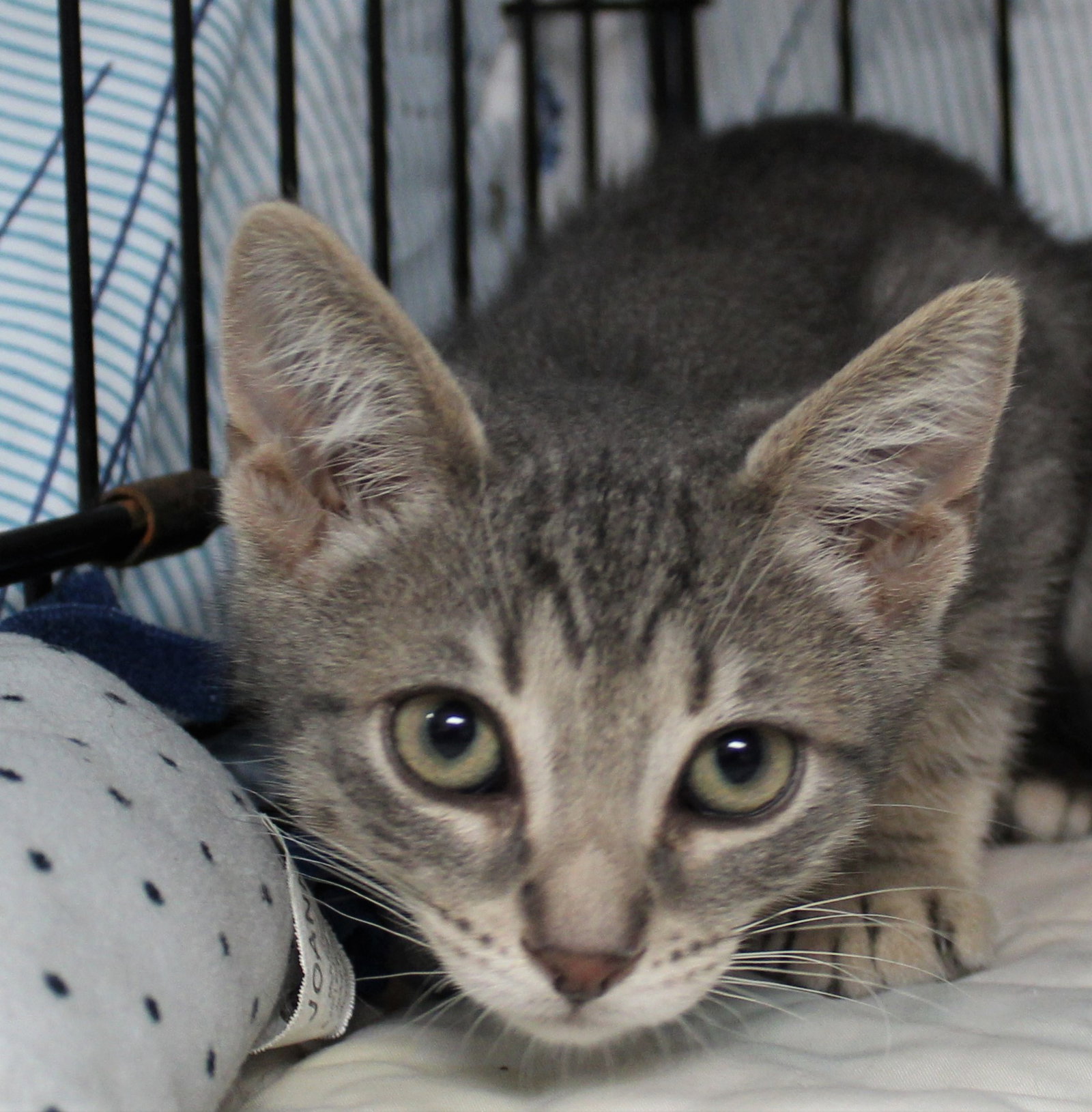 Cats for Adoption in Yorktown Heights, New York Alpha Paw