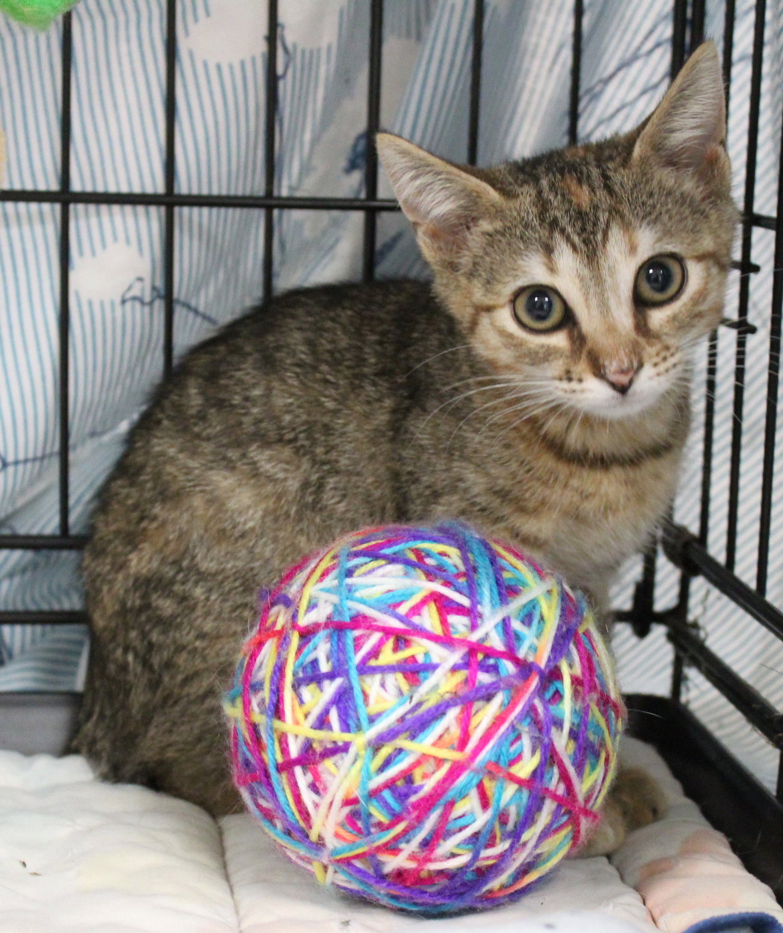 Cats for Adoption in Yorktown Heights, New York Alpha Paw