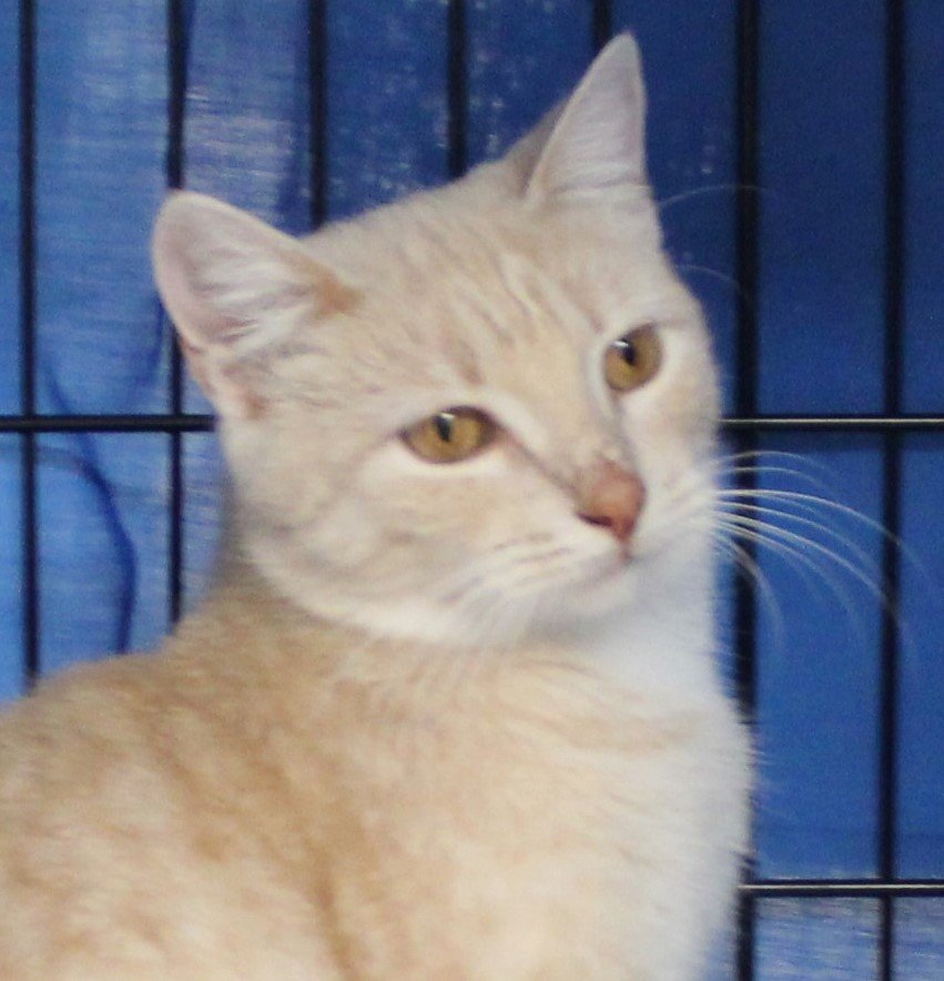 adoptable Cat in Bloomingdale, NJ named Precious