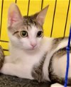 adoptable Cat in bloomingdale, NJ named Sunshine