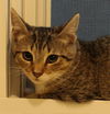 adoptable Cat in Bloomingdale, NJ named Jojo