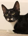 adoptable Cat in Bloomingdale, NJ named Splasher