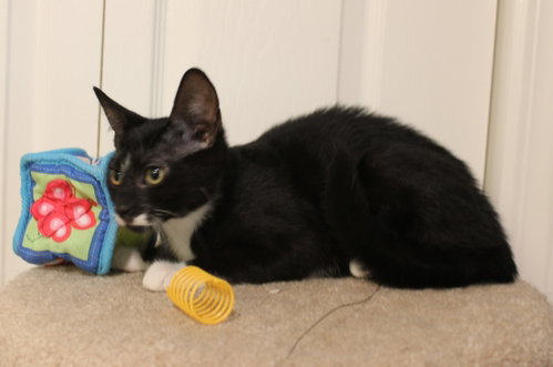Photo 3 of Splasher