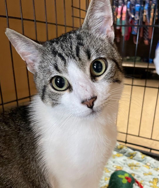 adoptable Cat in Bloomingdale, NJ named Clark Kent