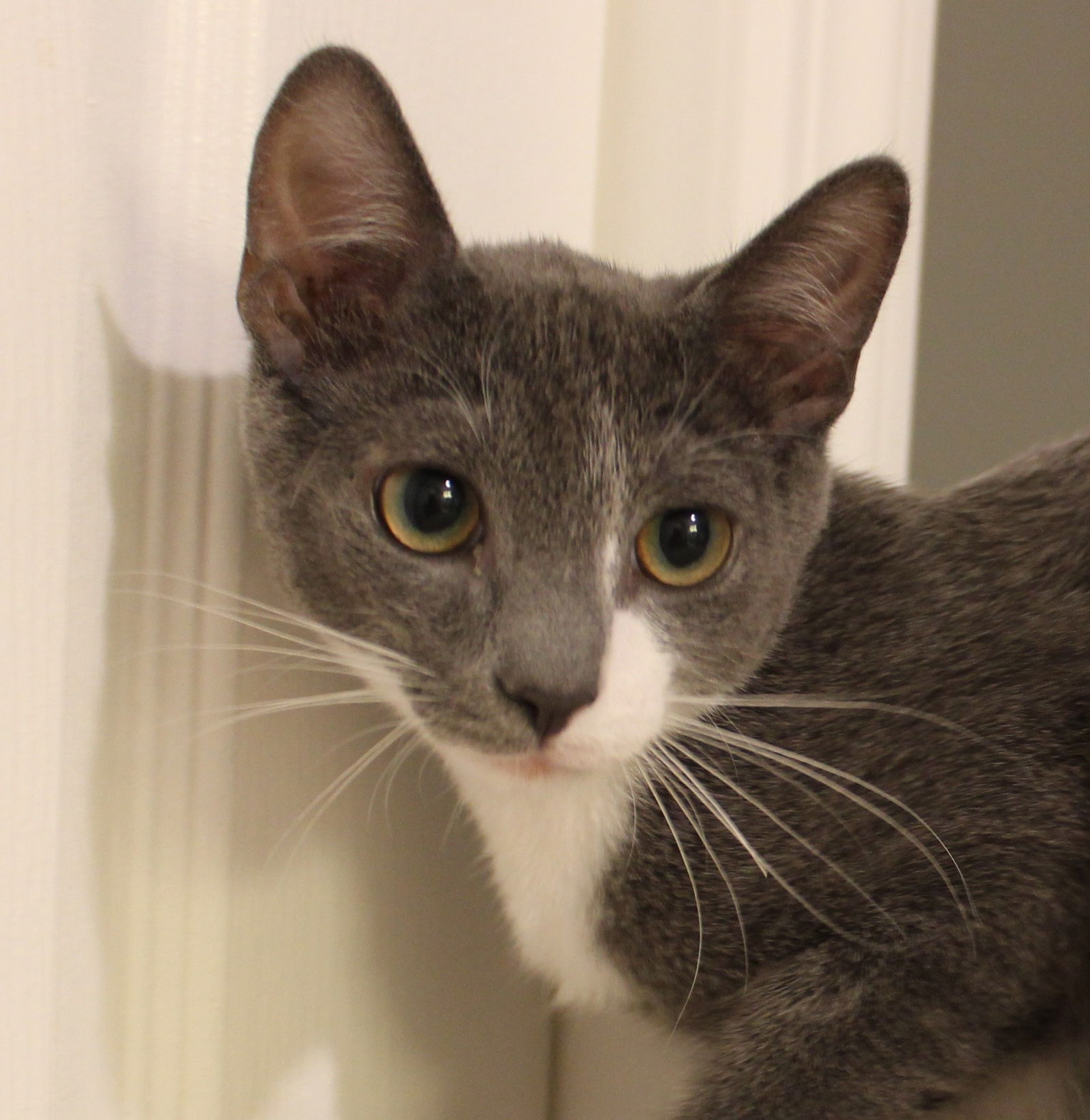 adoptable Cat in Bloomingdale, NJ named Meep