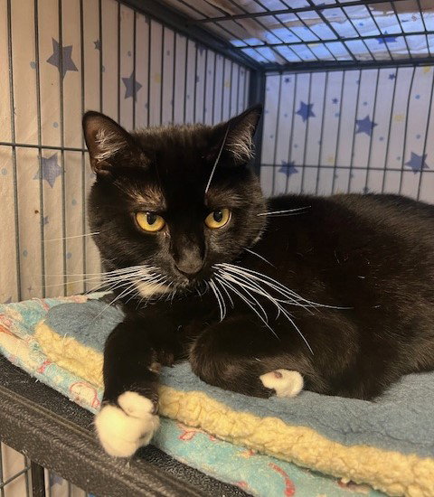 picture of the cat needing adoption