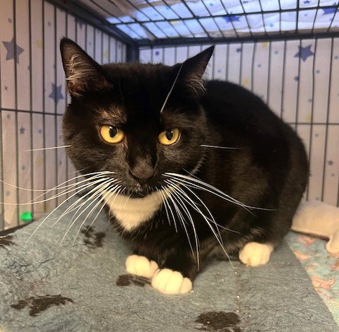 OREO - Tuxedo / Domestic Short Hair available for adoption