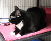 Oreo - Photo 4
