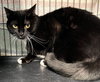 Oreo - Photo 5