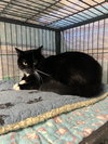 Oreo - Photo 6