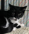 adoptable Cat in  named Cosmo