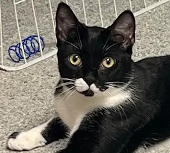 Cosmo - Domestic Short Hair