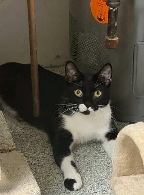 COSMO - Domestic Short Hair / Tuxedo available for adoption