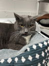 adoptable Cat in  named Bernie