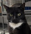 adoptable Cat in  named Magnum