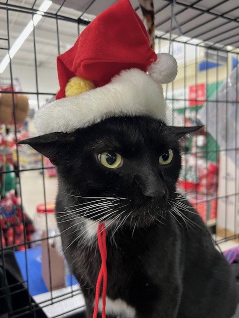 MAGNUM - Tuxedo / Domestic Short Hair available for adoption