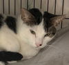 adoptable Cat in  named Bruce