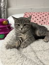 adoptable Cat in , NJ named Flitter