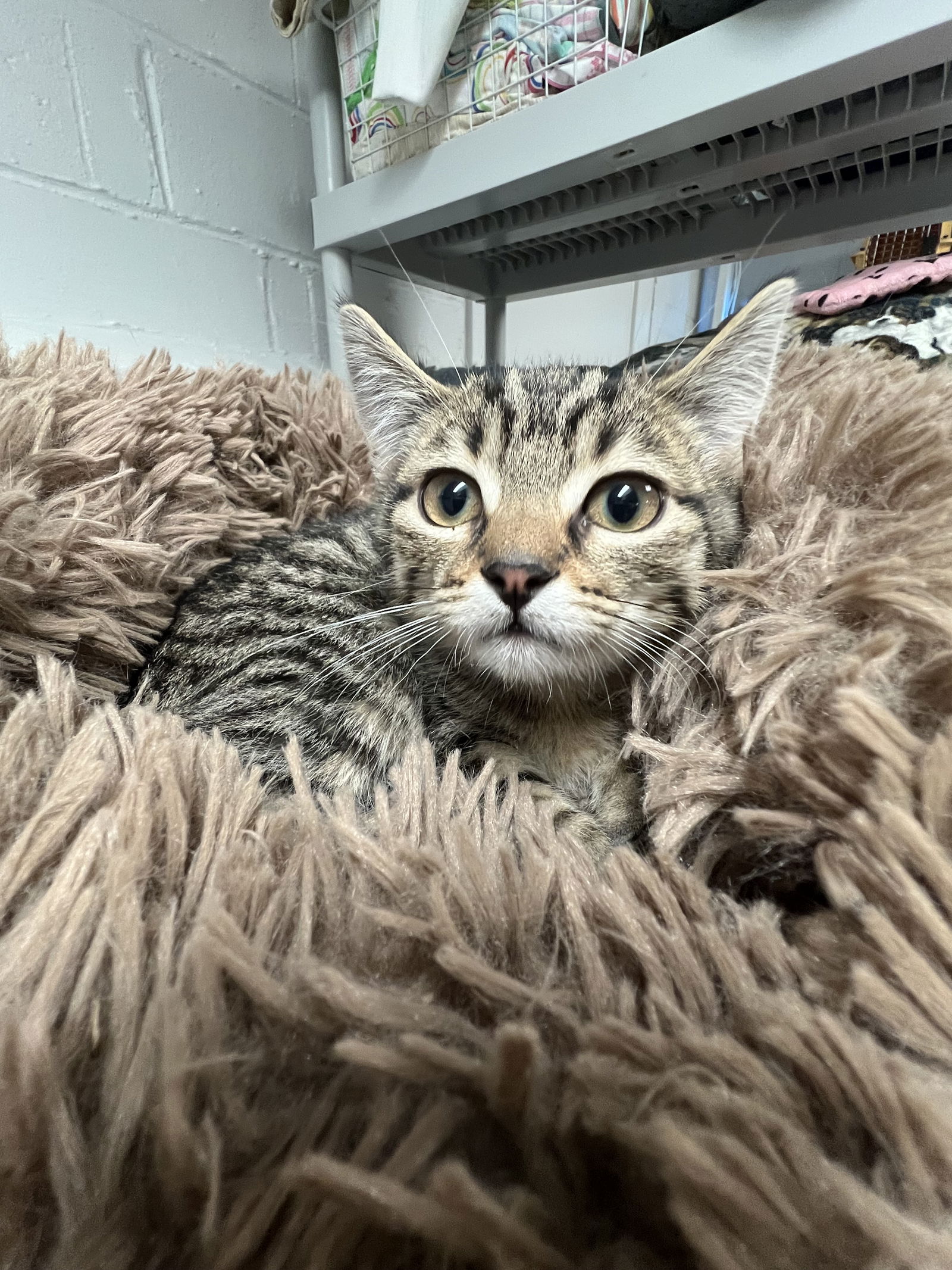 adoptable Cat in Bloomingdale, NJ named Skeeter