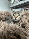 adoptable Cat in bloomingdale, NJ named Skeeter