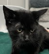 adoptable Cat in  named Izzy