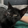 adoptable Cat in  named Evie