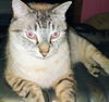 adoptable Cat in , NJ named Aristotle