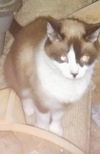 adoptable Cat in , NJ named Bogey