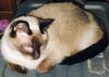 adoptable Cat in  named Harlowe