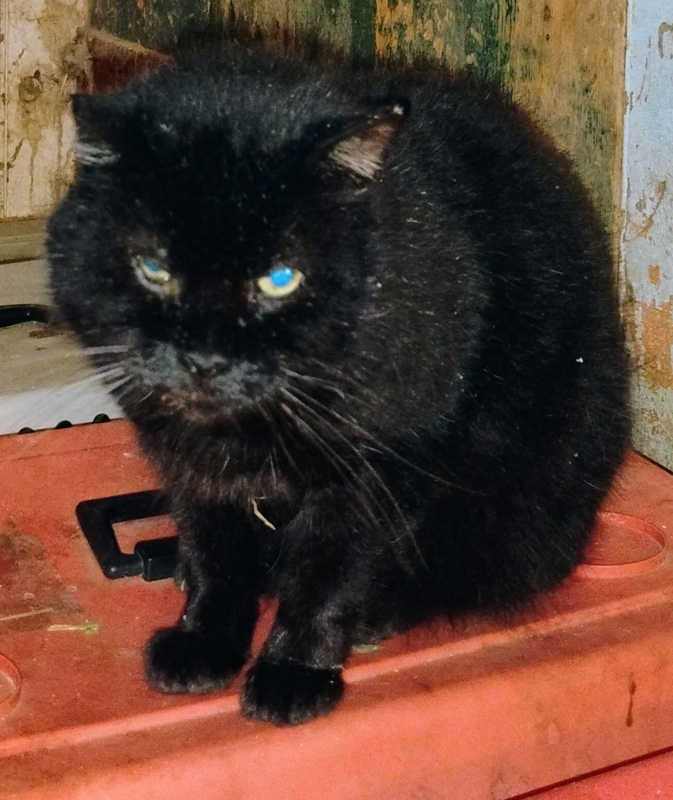 adoptable Cat in Bloomingdale, NJ named Stubby