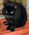 adoptable Cat in bloomingdale, NJ named Stubby