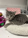 adoptable Cat in  named Suki