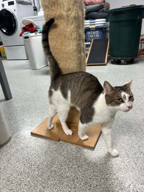 ROCKY - FIV+ - Tabby / Domestic Short Hair available for adoption