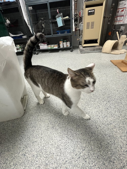 ROCKY - FIV+ - Tabby / Domestic Short Hair available for adoption