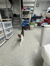 Rocky - FIV+ - Photo 6