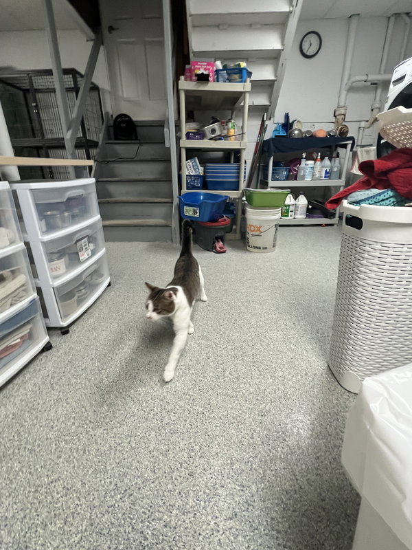 Rocky - FIV+