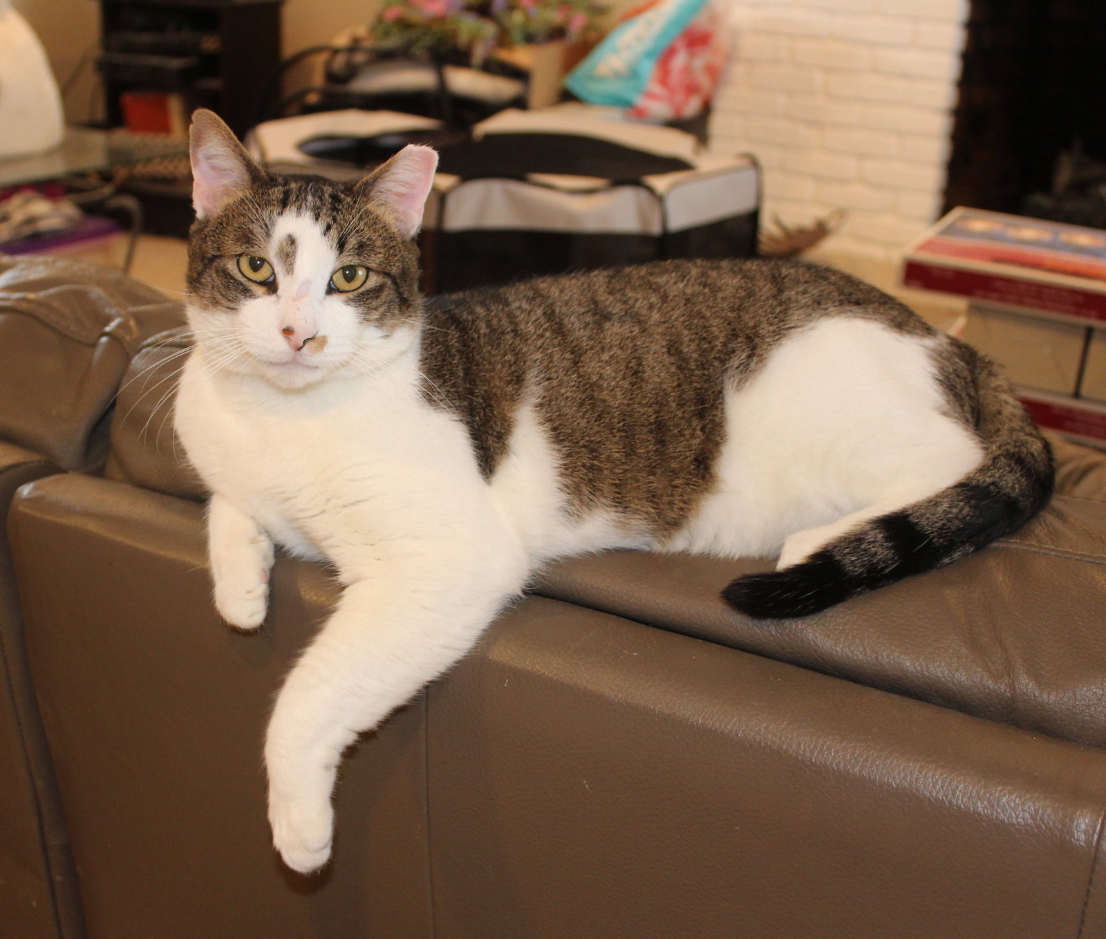 Rocky - FIV+