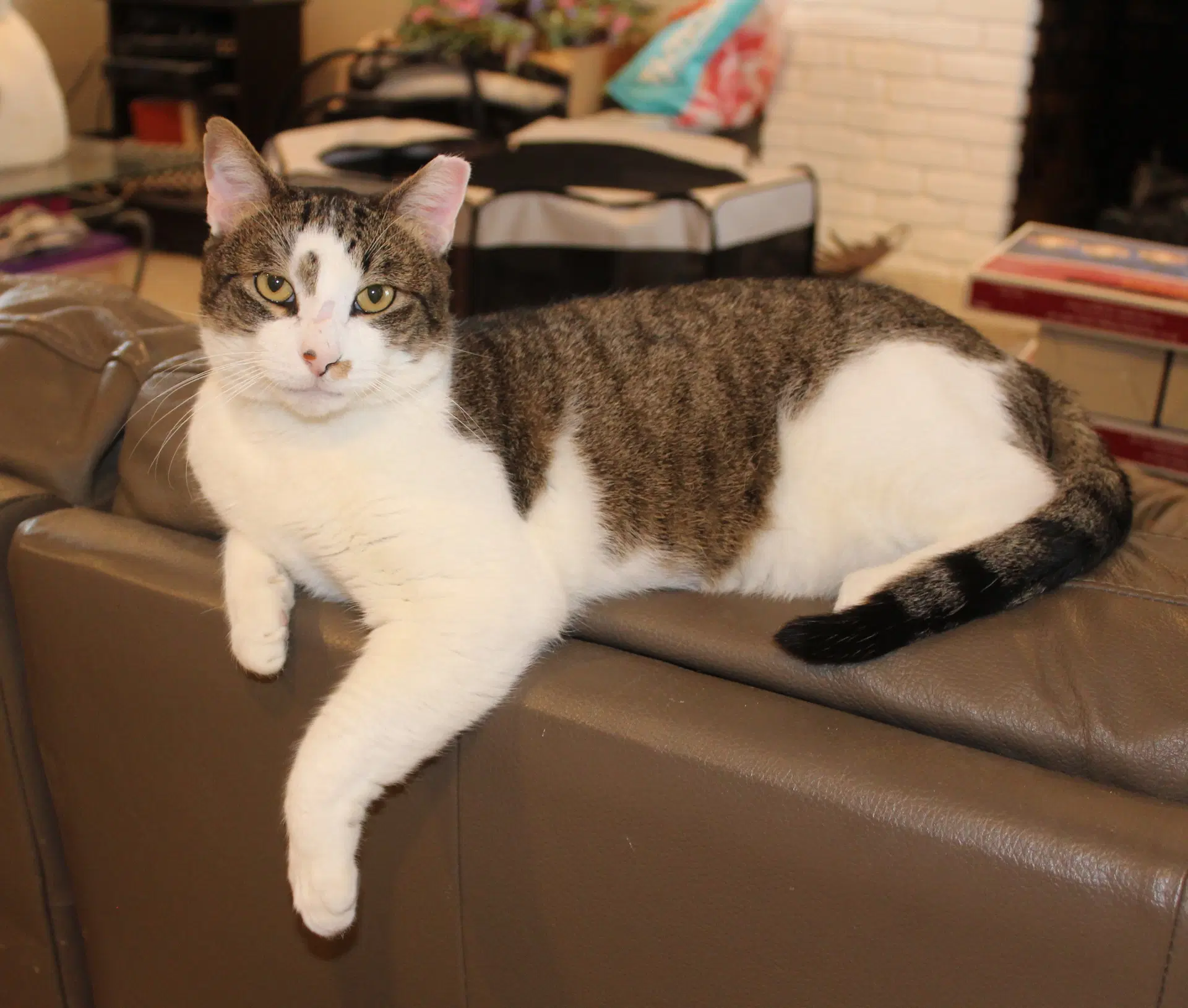 Rocky - Fiv - Tabby