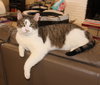 Rocky - FIV+ - Photo 1