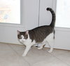 Rocky - FIV+ - Photo 2