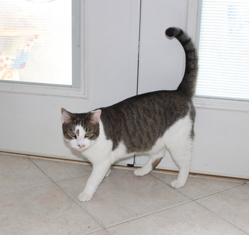 ROCKY - FIV+ - Tabby / Domestic Short Hair available for adoption