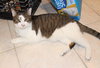 Rocky - FIV+ - Photo 3