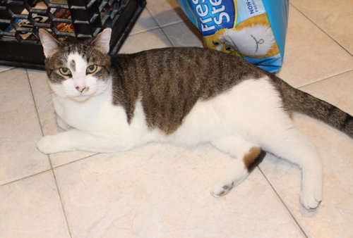 Photo 3 of Rocky - FIV+