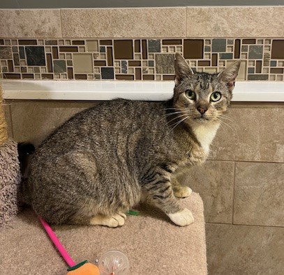 BON BON - Tiger / Abyssinian available for adoption