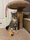 Peppermint Patty - Photo 3