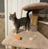 Peppermint Patty - Photo 4