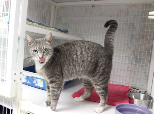 PEPPERMINT PATTY - Tabby / Domestic Short Hair available for adoption